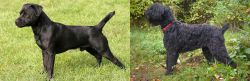 Patterdale Terrier vs Black Russian Terrier - Breed Comparison