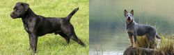 Patterdale Terrier vs Blue Healer - Breed Comparison