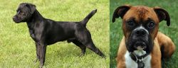 Patterdale Terrier vs Boxer - Breed Comparison