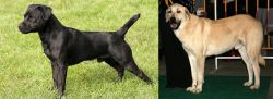 Patterdale Terrier vs Central Anatolian Shepherd - Breed Comparison
