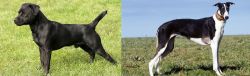 Patterdale Terrier vs Chart Polski - Breed Comparison