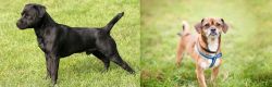 Patterdale Terrier vs Chug - Breed Comparison