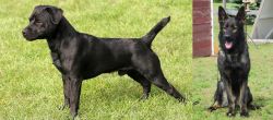 Patterdale Terrier vs East German Shepherd - Breed Comparison