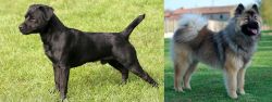Patterdale Terrier vs Eurasier - Breed Comparison