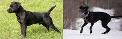Patterdale Terrier vs Eurohound - Breed Comparison