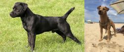 Patterdale Terrier vs Fell Terrier - Breed Comparison