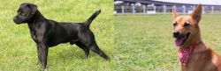 Patterdale Terrier vs Formosan Mountain Dog - Breed Comparison