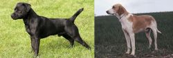 Patterdale Terrier vs Grand Anglo-Francais Blanc et Orange - Breed Comparison
