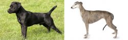 Patterdale Terrier vs Greyhound - Breed Comparison