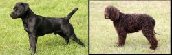 Patterdale Terrier vs Irish Water Spaniel - Breed Comparison
