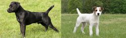 Patterdale Terrier vs Jack Russell Terrier - Breed Comparison
