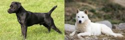 Patterdale Terrier vs Jindo - Breed Comparison