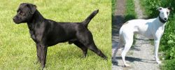 Patterdale Terrier vs Kaikadi - Breed Comparison