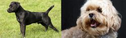 Patterdale Terrier vs Lhasapoo - Breed Comparison