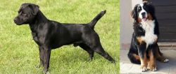 Patterdale Terrier vs Mountain Burmese - Breed Comparison