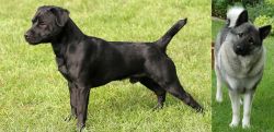 Patterdale Terrier vs Norwegian Elkhound - Breed Comparison