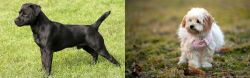 Patterdale Terrier vs West Highland White Terrier - Breed Comparison