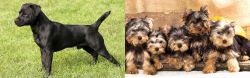 Patterdale Terrier vs Yorkshire Terrier - Breed Comparison