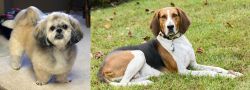 PekePoo vs American English Coonhound - Breed Comparison