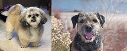 PekePoo vs Border Terrier - Breed Comparison