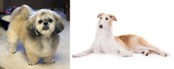 PekePoo vs Borzoi - Breed Comparison