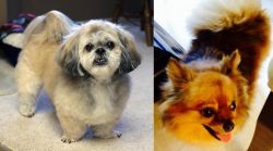PekePoo vs Chiapom - Breed Comparison
