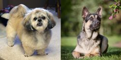 PekePoo vs East European Shepherd - Breed Comparison