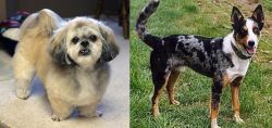 PekePoo vs German Coolie - Breed Comparison