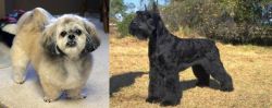 PekePoo vs Giant Schnauzer - Breed Comparison