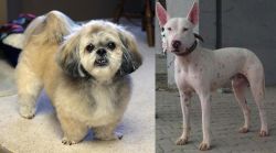 PekePoo vs Gull Terr - Breed Comparison