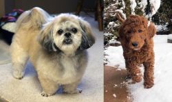 PekePoo vs Irish Doodles - Breed Comparison