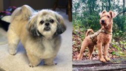 PekePoo vs Irish Terrier - Breed Comparison
