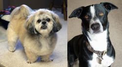 PekePoo vs McNab - Breed Comparison