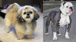 PekePoo vs Old English Bulldog - Breed Comparison