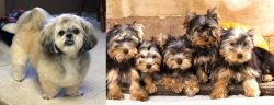 PekePoo vs Yorkshire Terrier - Breed Comparison