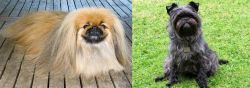 Pekingese vs Affenpinscher - Breed Comparison