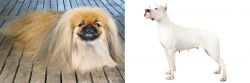 Pekingese vs Argentine Dogo - Breed Comparison