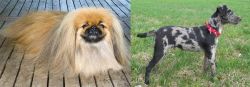 Pekingese vs Atlas Terrier - Breed Comparison