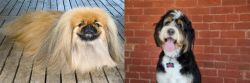 Pekingese vs Bernedoodle - Breed Comparison