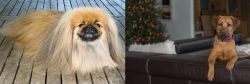Pekingese vs Black Mouth Cur - Breed Comparison