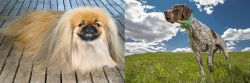 Pekingese vs Braque Francais (Pyrenean Type) - Breed Comparison