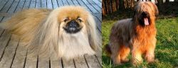 Pekingese vs Briard - Breed Comparison