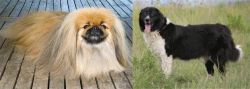 Pekingese vs Bulgarian Shepherd - Breed Comparison