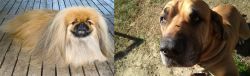 Pekingese vs Cabecudo Boiadeiro - Breed Comparison