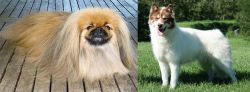 Pekingese vs Canadian Eskimo Dog - Breed Comparison