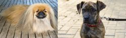 Pekingese vs Catahoula Bulldog - Breed Comparison