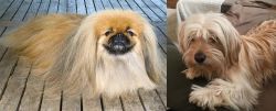 Pekingese vs Cyprus Poodle - Breed Comparison