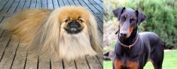 Pekingese vs Doberman Pinscher - Breed Comparison
