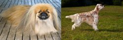 Pekingese vs English Setter - Breed Comparison