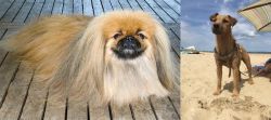 Pekingese vs Fell Terrier - Breed Comparison